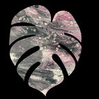 Monstera Sticker - 3″ - Pink and Grey  - Vinyl